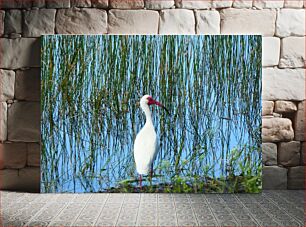 Πίνακας, White Ibis in Marsh Λευκό Ibis στο Marsh