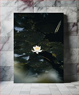 Πίνακας, White Lily in Dark Water Λευκός κρίνος στο σκοτεινό νερό