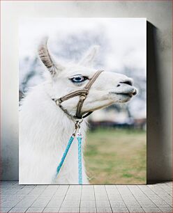 Πίνακας, White Llama with Blue Eyes Λευκή λάμα με μπλε μάτια