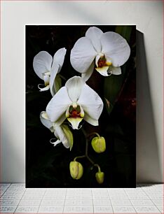 Πίνακας, White Orchids Λευκές ορχιδέες