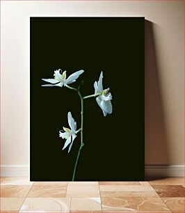 Πίνακας, White Orchids on Dark Background Λευκές ορχιδέες σε σκούρο φόντο