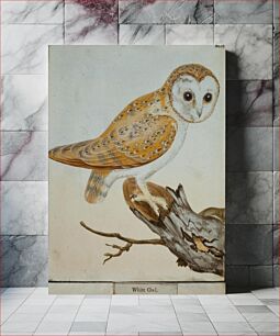 Πίνακας, White Owl, No. 26 (1789) by William Lewin