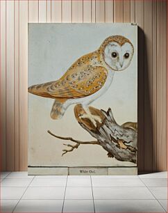 Πίνακας, White Owl, No. 26