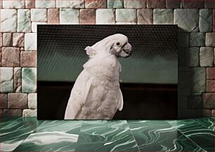 Πίνακας, White Parrot Close-up Κοντινό πλάνο Λευκός Παπαγάλος