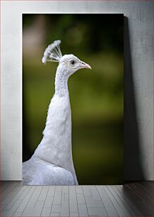 Πίνακας, White Peacock Portrait Πορτρέτο Λευκού παγωνιού