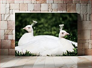 Πίνακας, White Peafowl Resting on Grass Λευκό παγώνι που στηρίζεται στο γρασίδι