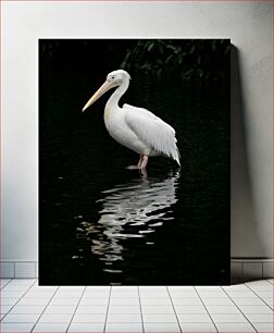 Πίνακας, White Pelican Standing in Water Λευκός πελεκάνος που στέκεται στο νερό