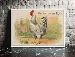 Πίνακας, White Plymouth Rock, from the Prize and Game Chickens series (N20) for Allen & Ginter Cigarettes