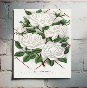 Πίνακας, White rose, Baltimore Belle lithograph
