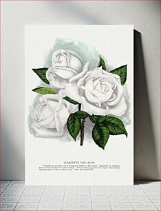 Πίνακας, White rose, Coquette Des Alps lithograph