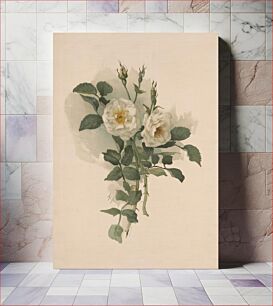 Πίνακας, [White roses on satin] / AC. Nowell