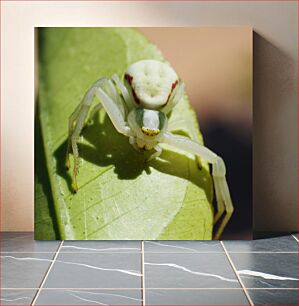 Πίνακας, White Spider on a Leaf Λευκή αράχνη σε φύλλο