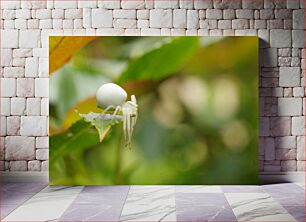 Πίνακας, White Spider on Leaf Λευκή αράχνη σε φύλλο