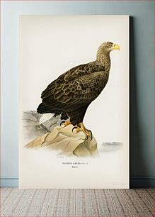 Πίνακας, White-tailed eagle (Haliaeetus albicilla) illustrated by the von Wright brothers