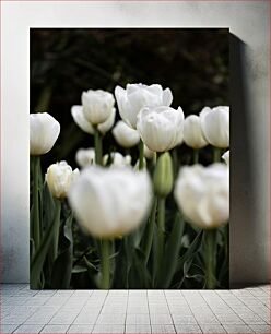 Πίνακας, White Tulips in Bloom Λευκές τουλίπες σε άνθιση