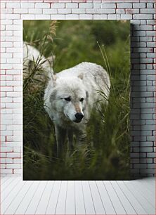 Πίνακας, White Wolf in Grassland Λευκός Λύκος στα Λιβάδια