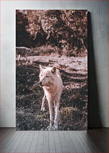 Πίνακας, White Wolf in the Forest Λευκός Λύκος στο Δάσος