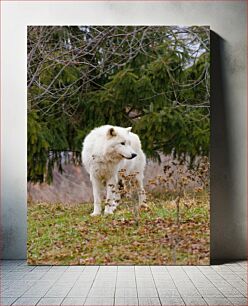 Πίνακας, White Wolf in the Wild White Wolf in the Wild
