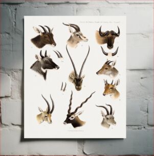 Πίνακας, Wild animal lithograph