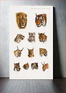 Πίνακας, Wild animal, safari lithograph