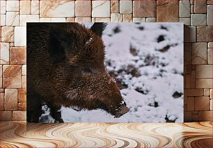 Πίνακας, Wild Boar in Snow Αγριογούρουνο στο χιόνι