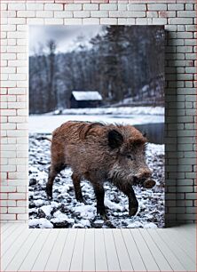 Πίνακας, Wild Boar in Snowy Landscape Αγριογούρουνο σε χιονισμένο τοπίο
