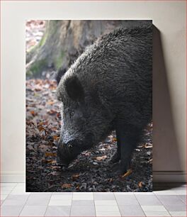 Πίνακας, Wild Boar in the Forest Αγριογούρουνο στο Δάσος