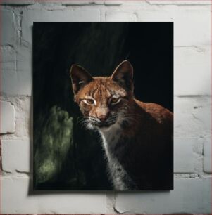 Πίνακας, Wild Cat in the Dark Άγρια γάτα στο σκοτάδι