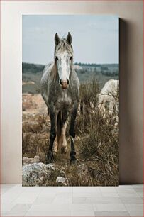 Πίνακας, Wild Horse in Natural Habitat Άγριο άλογο σε φυσικό βιότοπο