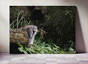 Πίνακας, Wild Pallas's Cat Yawning Το χασμουρητό της γάτας του Wild Pallas