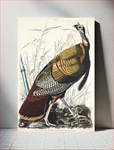 Πίνακας, Wild Turkey or Great American Cock from Birds of America (1827) by John James Audubon, etched by William Home Lizars