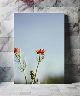Πίνακας, Wildflower Blooming in the Sun Αγριολουλούδι που ανθίζει στον ήλιο