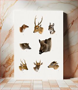 Πίνακας, Wildlife lithographs collection