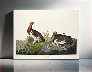 Πίνακας, Willow Grouse, or Large Ptarmigan from Birds of America (1827) by John James Audubon, etched by William Home Lizars