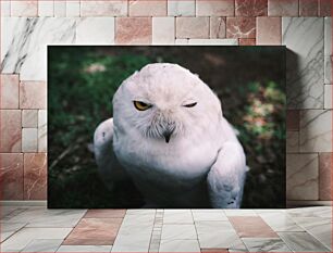 Πίνακας, Winking Snowy Owl Χιονισμένη κουκουβάγια που κλείνει το μάτι