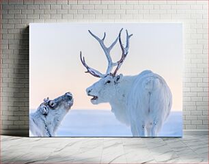 Πίνακας, Winter Reindeer Interaction Χειμερινή αλληλεπίδραση ταράνδων