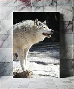Πίνακας, Wolf in Snow Λύκος στο χιόνι
