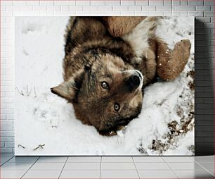 Πίνακας, Wolf Laying in Snow Λύκος που ξαπλώνει στο χιόνι