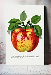Πίνακας, Wolf River apple lithograph