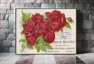 Πίνακας, Wonderful new rose - Crimson Rambler. 300 blooms in one shoot