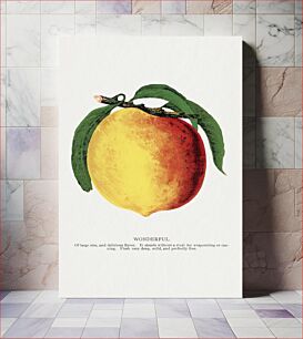 Πίνακας, Wonderful peach lithograph