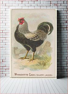 Πίνακας, Wyandotte Cock (Silver Laced), from the Prize and Game Chickens series (N20) for Allen & Ginter Cigarettes
