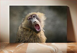 Πίνακας, Yawning Baboon Χασμουρητό μπαμπουίνο