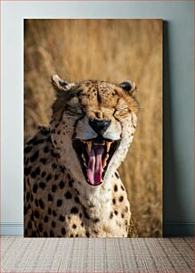 Πίνακας, Yawning Cheetah Χασμουρητό Τσιτάχ