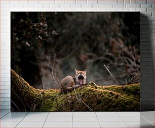 Πίνακας, Yawning Fox on Mossy Log Χασμουρητό αλεπού σε κούτσουρο με ποώδη