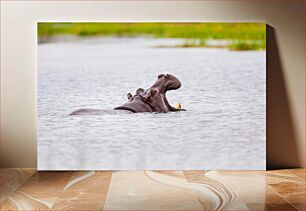 Πίνακας, Yawning Hippopotamus in Water Χασμουρητό ιπποπόταμο στο νερό