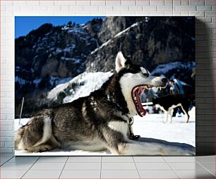 Πίνακας, Yawning Husky in Snowy Mountains Χασμουρητό γεροδεμένο στα χιονισμένα βουνά