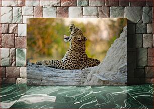 Πίνακας, Yawning Leopard Χασμουρητό Λεοπάρδαλη