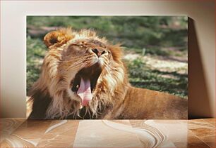 Πίνακας, Yawning Lion in the Sun Χασμουρητό λιοντάρι στον ήλιο