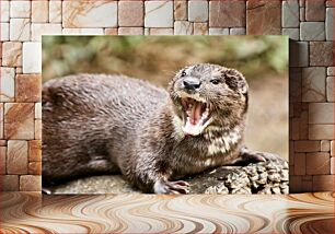 Πίνακας, Yawning Otter Χασμουρητό βίδρα